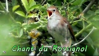 ROSSIGNOL PROGNEE chant  Chant doiseau [upl. by Tsirhc195]