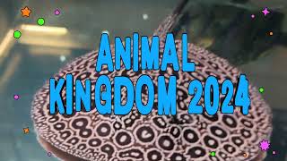 Animal Kingdom 2024animal kingdom 2024 [upl. by Reyna]