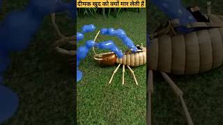 दीमक खुद को क्यों मार लेती हैं  Why Termites Exploide shorts ytshorts [upl. by Coreen]