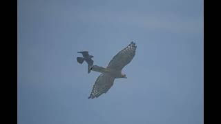 Headlands Birding Festival Day 2  Sept 22 2024 [upl. by Ecinev]