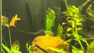 Update on 60 Gallon Fancy Goldfish Planted Aquarium [upl. by Abbie]