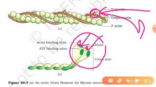 Structure of contractile proteins [upl. by Pavla]