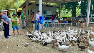 Sariling Gawang Feeds para sa Poultry  Amazing River Stone Tamaraw Falls at White Beach [upl. by Niamert]