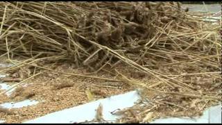 Threshing Wheat with a Flail 2010 [upl. by Meredith921]