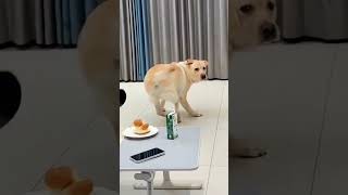 Cachorro roubando lanche fail funny tentenaorir2022 [upl. by Siro639]