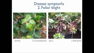 1 Introduction to Phytophthora [upl. by Oilenroc]