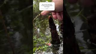 Smooshing Invasive Channel Apple Snail eggs [upl. by Hudnut]