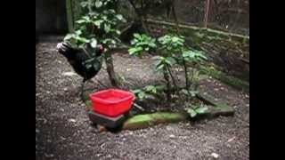 razor billed curassow [upl. by Lowrance]