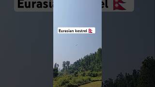 Eurasian kestrel Nepal 🇳🇵 nature peace birdwatching [upl. by Ursola]