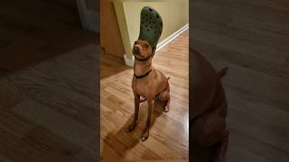 Funny animals 2023😆  Funniest Cats and Dogs Video🐕🐈192 shorts [upl. by Ssitruc18]