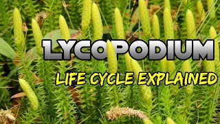 Lycopodium Life Cycle Easy Explanation Lycopodium Life Cycle Explaine BSC 1st Year Biology Botany [upl. by Anyehs53]