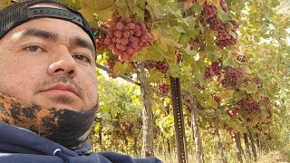 Pick amp pack red seedless grapes [upl. by Earahc]