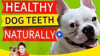 9 Natural Ways to Keep Your Dogs Teeth Clean 7 Ways Brush Free [upl. by Woodie]