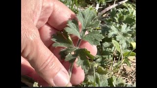 Mugwort Benefits and Uses [upl. by Ahsaeym932]