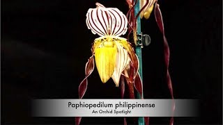 ORCHIE SPOTLIGHT Paphiopedilum philippinense [upl. by Bonner5]