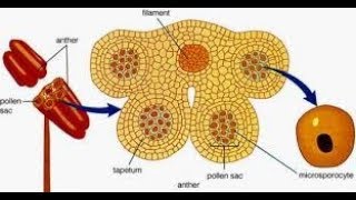 Tapetum  Types and its functions [upl. by Pentheas]