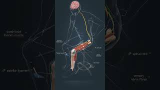 Patellar reflex how animation 3d shorts [upl. by Aunson]