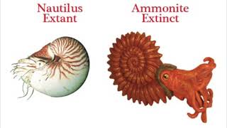 Ammonite Extinction and Nautiloid Comparison [upl. by Demahum]