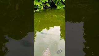 Feeding wild British river terrapins  turtles nature video  They love bread [upl. by Wahkuna]