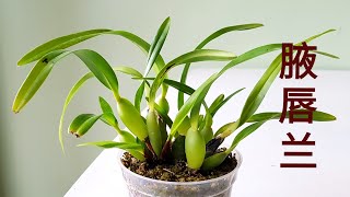 Maxillaria tenuifolia and Maxillaria variabilis 腋唇兰 [upl. by Eetsirhc]