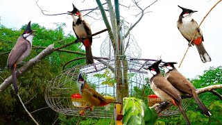 Chào mào mồi HÓT GỌI BỔI CĂNG ĐÉT chào mào mồi ché  luyện chào mào mồi chào màop5 [upl. by Heidy225]