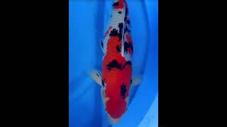 Showa Three Colors 70cm 🐠  Japanese Koi 💦  Expensive Koi  KOI FISH  koifish koi [upl. by Asirrak]