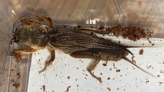 땅강아지 Mole Cricket Gryllotalpa Orientalis [upl. by Malorie901]