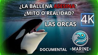 Las Ballenas Asesinas Mito o Realidad Las Orcas Documental Completo en Español en 4K [upl. by Lanna433]