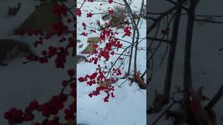 Ilex verticillata Winterberry [upl. by Onivla]