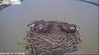 3311 MALE OSPREY AT MANTON BAY RUTLAND OSPREY PROJECT ARRIVES 130324  152524 [upl. by Ade149]