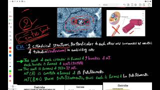 Cytoskeleton amp Cytoplasmic Inclusions [upl. by Eelorac]