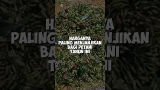 Harga Porang Amblek Harga Cengkeh Naik Daun [upl. by Atsyrhc]