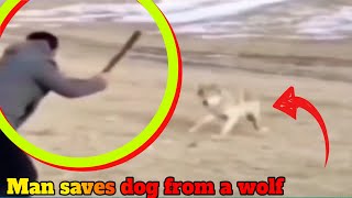 Brave owner saves his dog from a wolf [upl. by Nosila688]