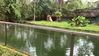 Nikit Visit ZOO NEGARA in Malaysia 🇲🇾 PART2 [upl. by Inattirb474]