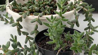 Corpuscularia Lehmannii e Delosperma Echinatum  Suculentas que gostam de ser cultivadas na chuva [upl. by Nayd]