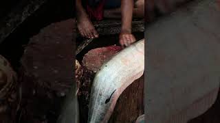 Wallago Attu Boal Fish Cutting Skills  Amazing Fish Cutting Video  BD fish cutting  Amazing fish [upl. by Yttam332]