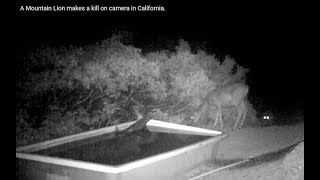 A Mountain Lion makes a kill on camera in California [upl. by Latham]