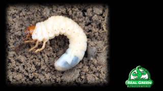 Grub Worm Identification and Treatment [upl. by Tolmann222]