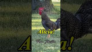 Alicia Alysha Aleesha come get your rooster🐓 aleesha alysha rooster chickens farmjokester [upl. by Leiso]