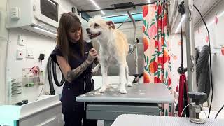 How Many Dogs I Groom in a Day Mobile Groomer Edition [upl. by Eahsram]