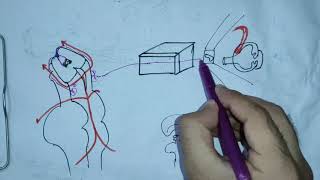 TROCHLEAR NERVE CRANIAL NERVE IVneuroanatomy4rthcranialnerveanatomyneurologyneurosciences [upl. by Suivat]