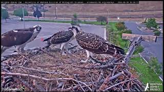 Hellgate Canyon Ospreys 2024  Evening Fish Problems Aug 09 2024 [upl. by Ibmat]