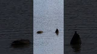 Ducks are so busy hunting food wildbirds waterbirds [upl. by Llevaj]