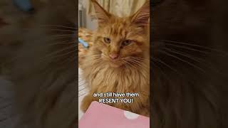 the BEST cat commercial 🤣 cat funny cute shorts [upl. by Marucci]