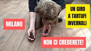 Tartufo Nero Pregiato e Brumale a Milano e dintorni in giardini e parchetti gennaio 2024 [upl. by Ardekan]