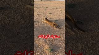 سلوك الميركات السرقاط تيمون سقراط Meerkat behavior Meerkats Timon socrates [upl. by Richlad77]