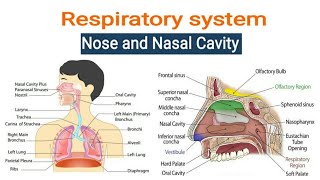 Respiratory System PART 1 Nose and Nasal Cavity Explained in HINDI Easy to Understand [upl. by Esihcoc]