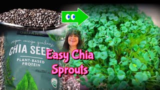 Chia Seed Sprouts  Microgreens the EASY way [upl. by Jamieson531]