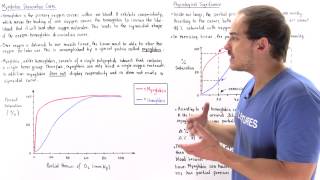 Myoglobin vs Hemoglobin Dissociation Curve [upl. by Parry525]