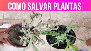 COMO SALVAR PLANTAS DE LA PUDRICION Y RECUPERAR PLANTAS TRISTES [upl. by Willow]